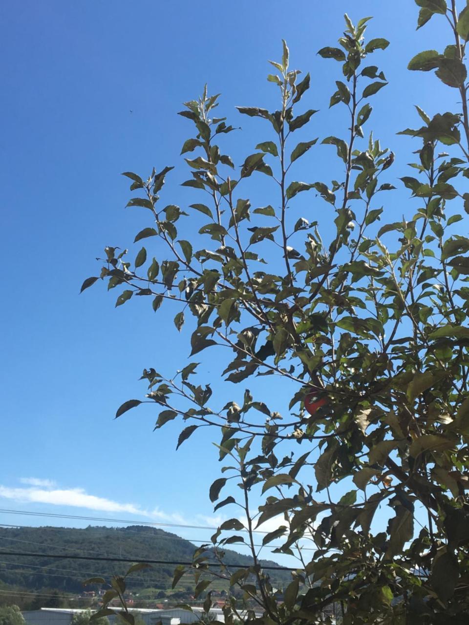 Zvezdica Διαμέρισμα Bajina Basta Εξωτερικό φωτογραφία